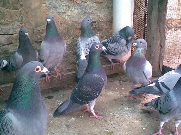 养殖鸽子一年能赚多少钱,目前养殖鸽子的市场前景怎么样