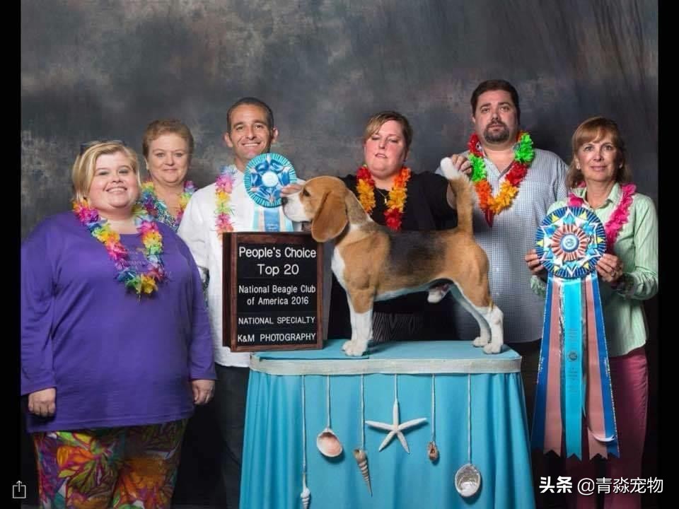 狗狗吃撑了呕吐拉稀怎么办,狗狗感冒了呕吐喂什么药好