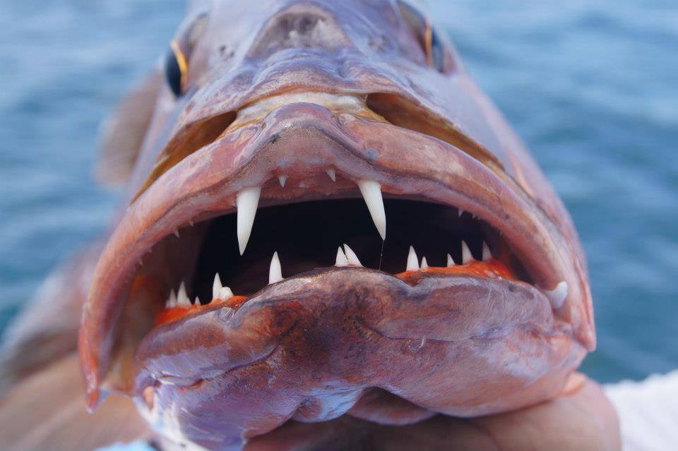 世界各地钓鱼爱好者,世界各地钓鱼的人