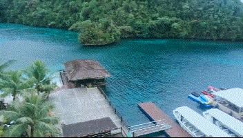 帕劳金色水母,帕劳水母旅行