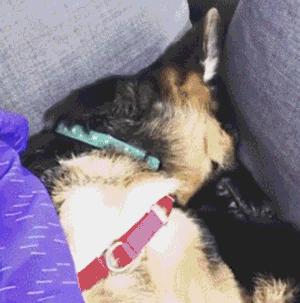 德国牧羊犬凶悍,德国牧羊犬高大威猛