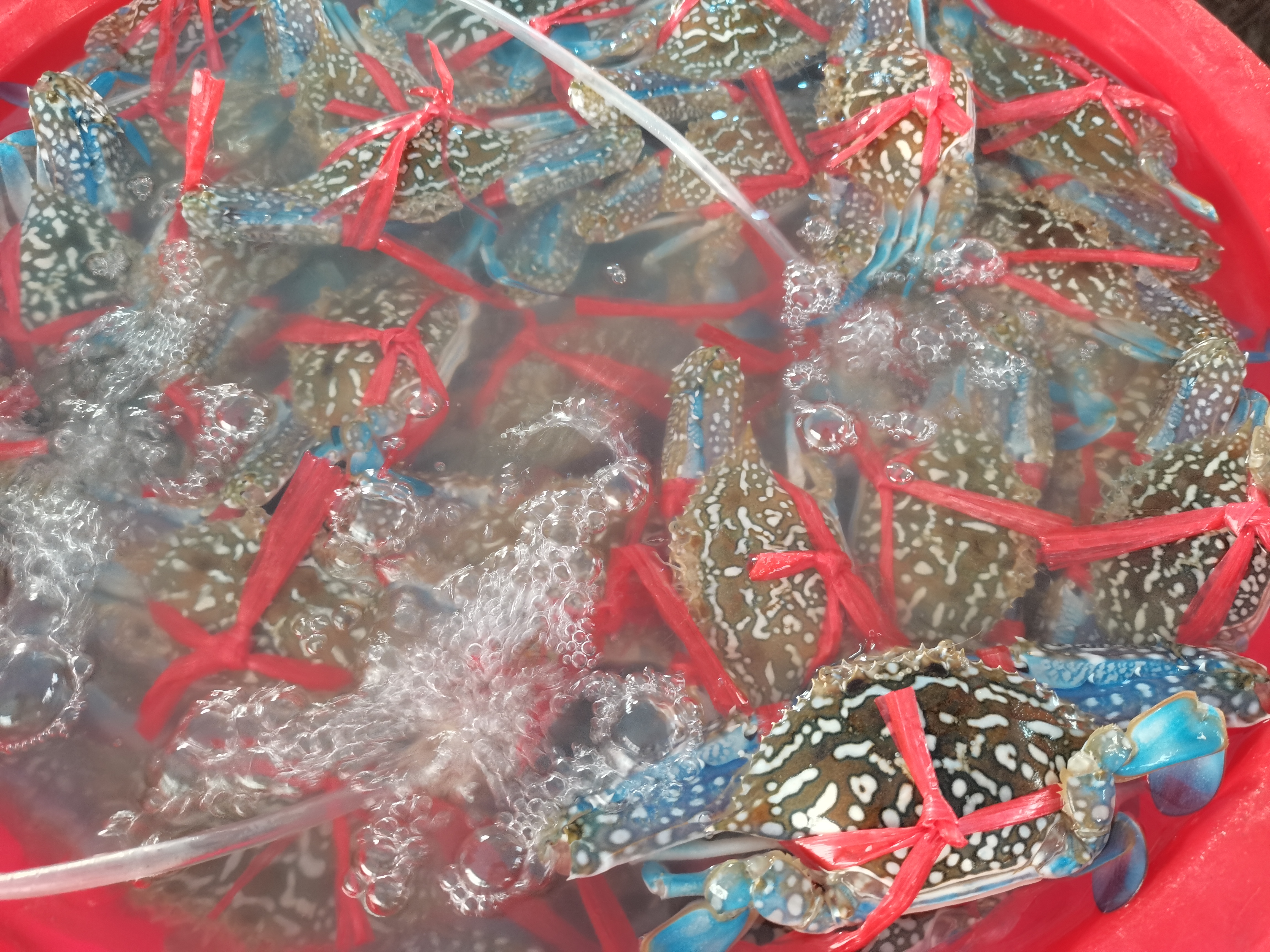 中国沿海地区捕蟹一天能赚多少,捕蟹一月能拿五万吗