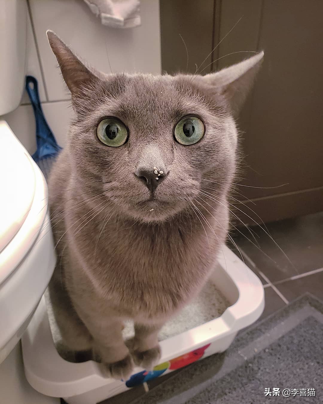 辟谣猫咪不能戴铃铛,猫咪没事喜欢咬着玩