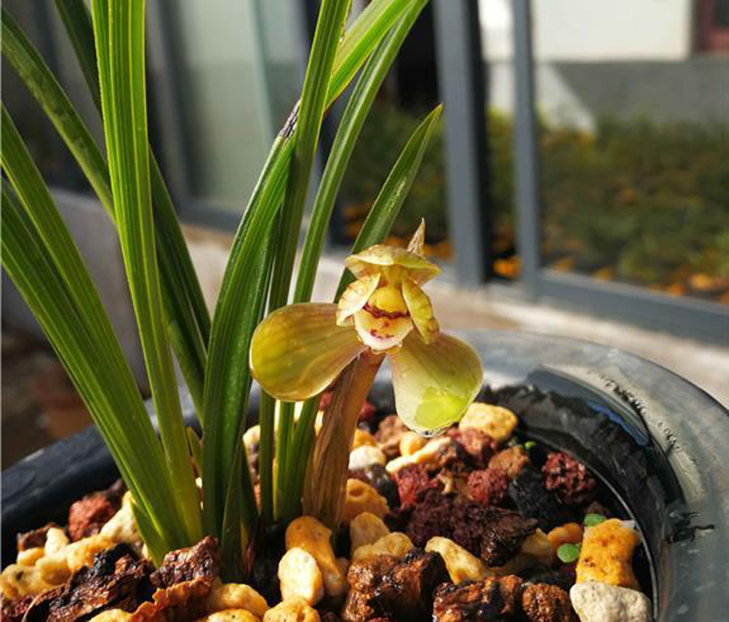 石斛兰花上有黄点什么原因,栽种的兰花进50天了为什么叶片黄