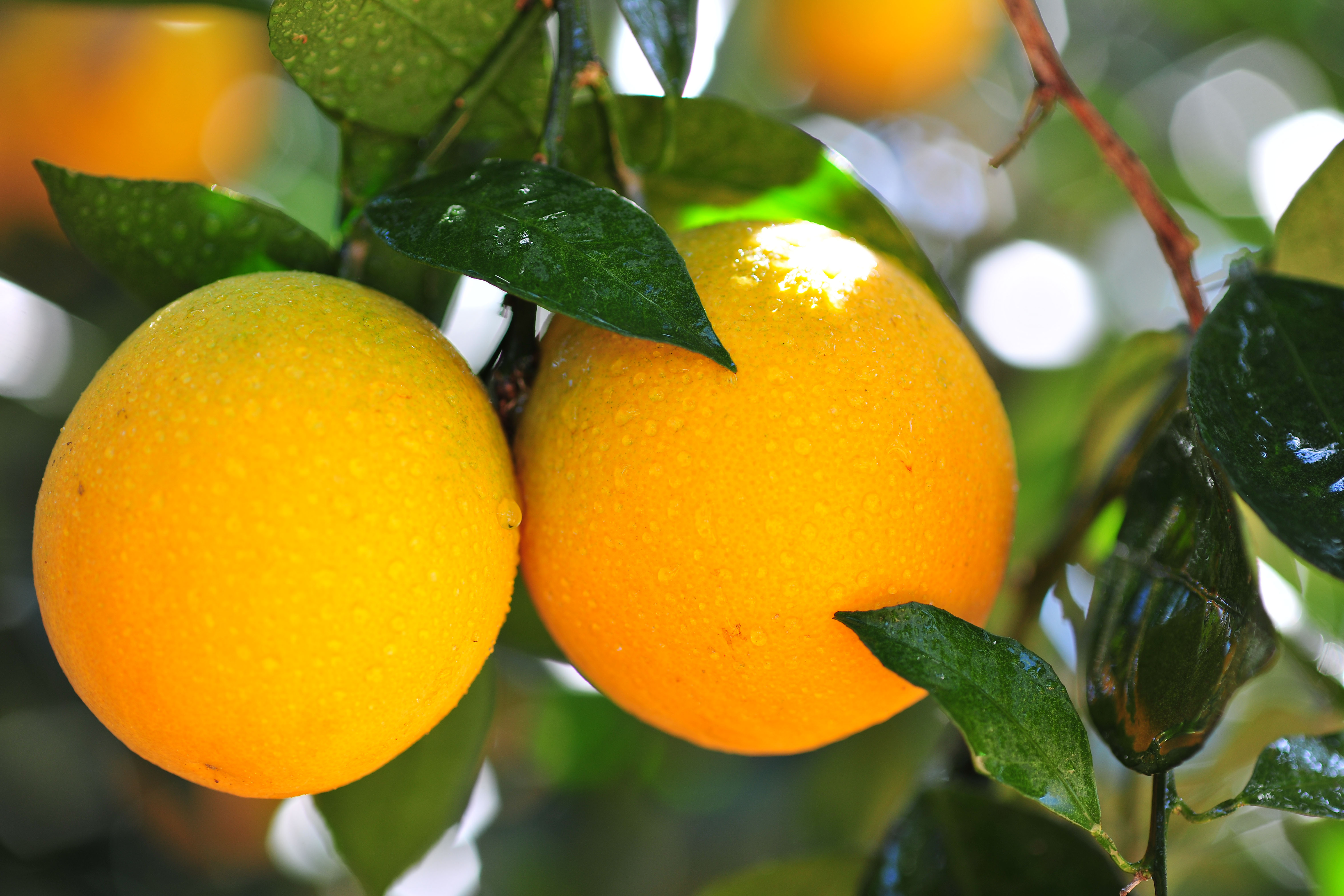 不是每一种橙子都叫赣南脐橙,褚橙和冰糖橙有什么区别