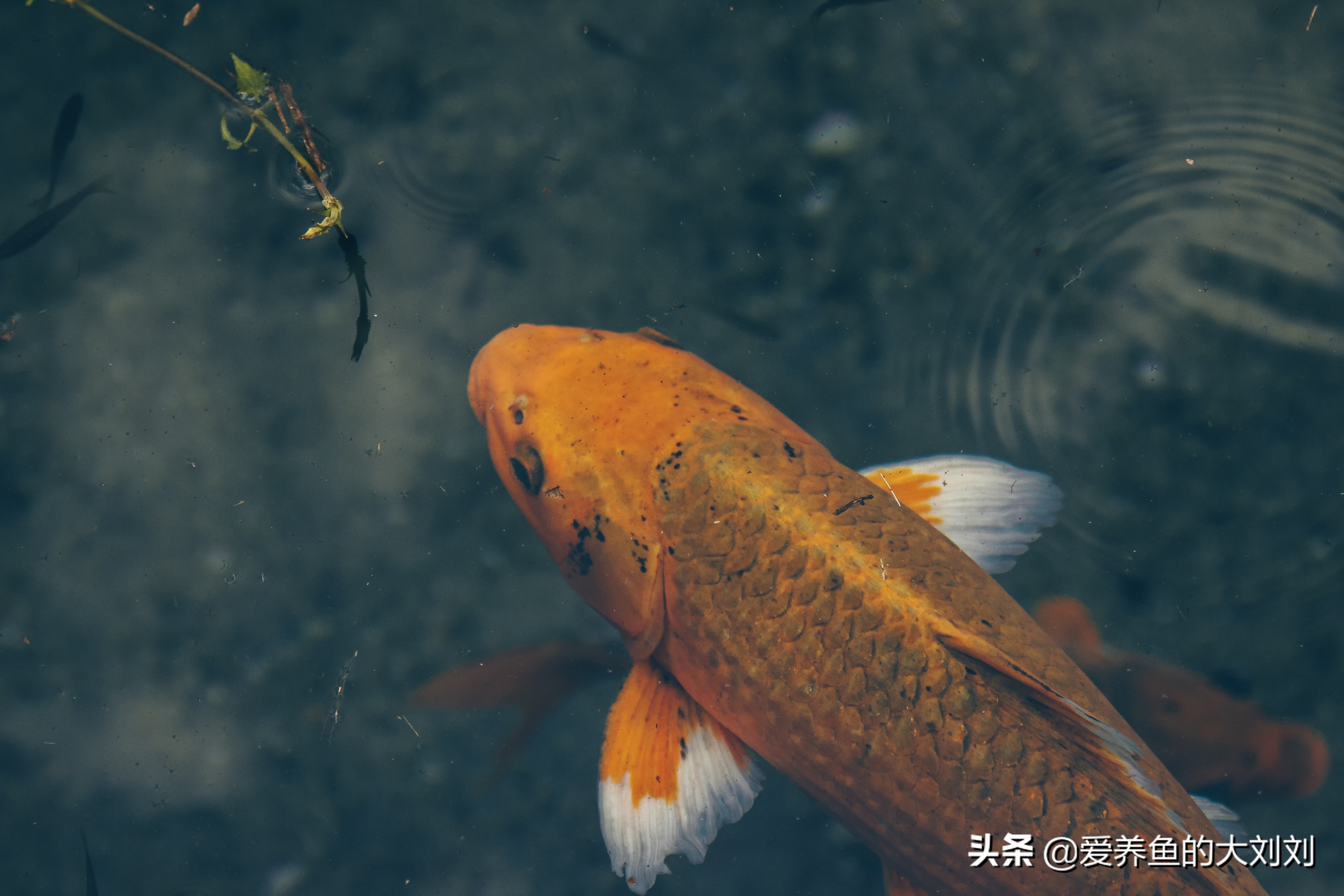 螺旋藻和胡萝卜哪个胡萝卜素更多,鱼粮增体增色