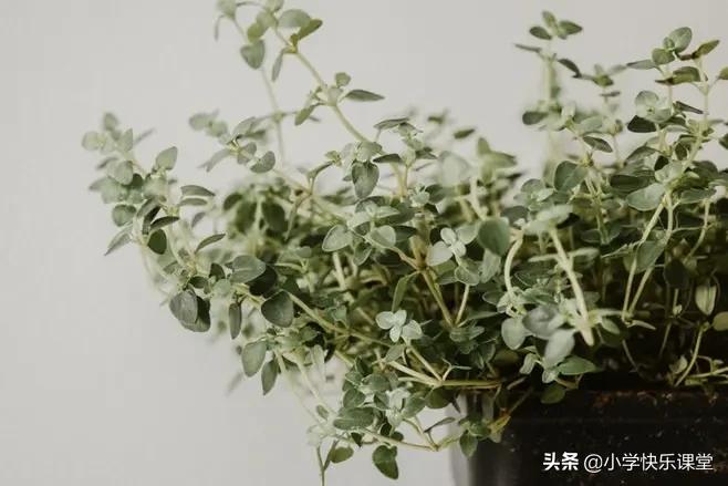 小学语文必备成语积累,1-6年级语文59类常用成语词汇总结