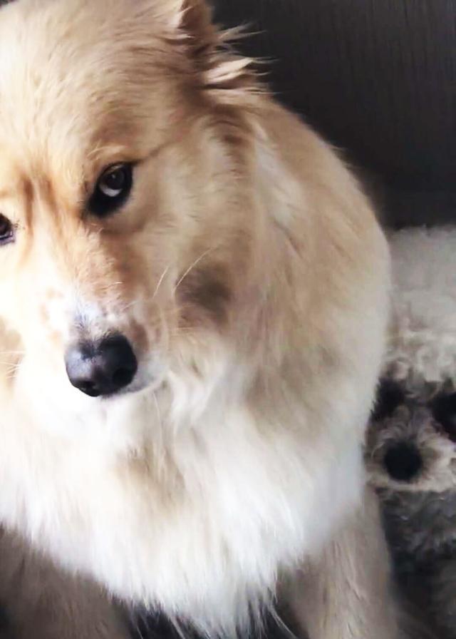 金毛遇到巨型泰迪,金毛被泰迪激怒