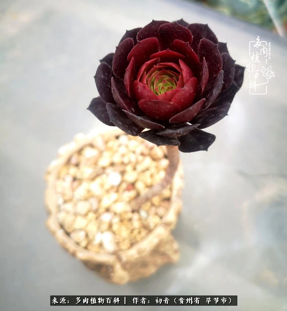 和多肉共度美好时光,与多肉一起成长