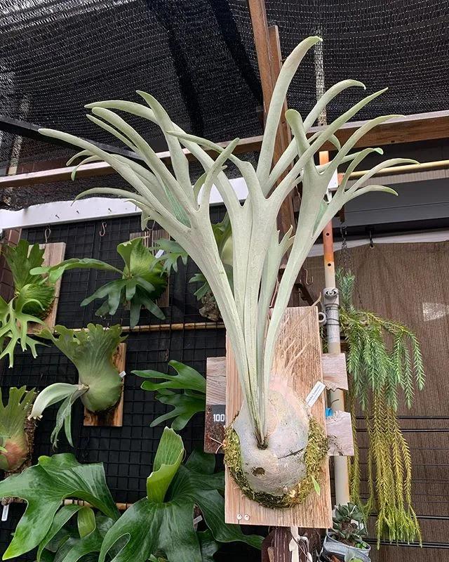 10片叶子的绿植,室内绿植盆栽一元