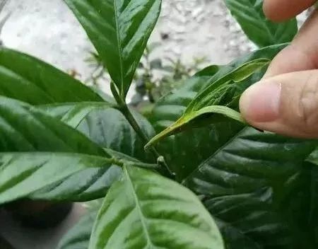 栀子花月季花叶子发黄有黑斑点,茉莉栀子花叶子发黄怎么办