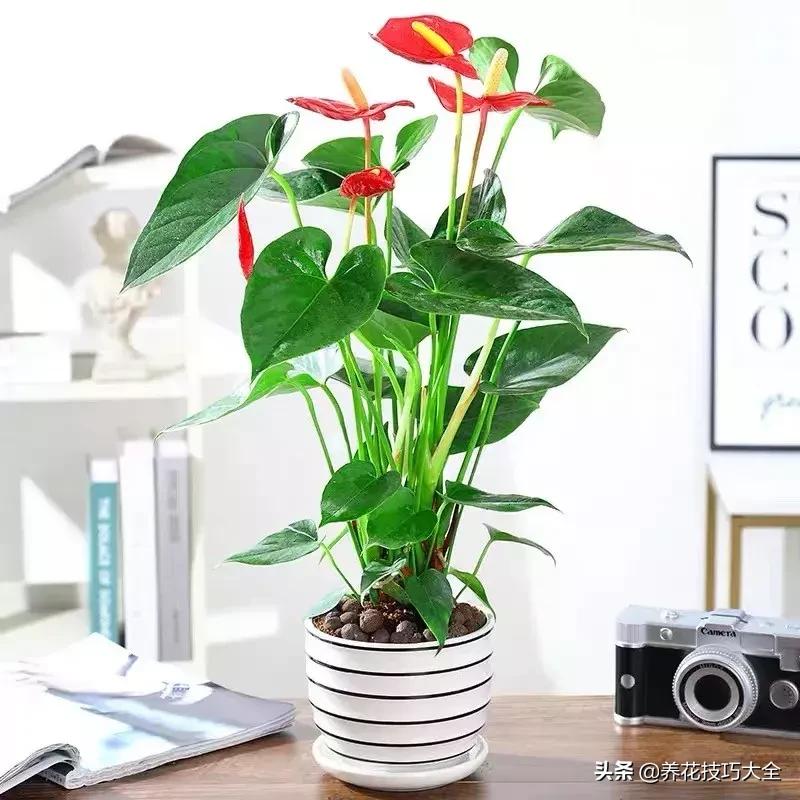 家里适合养几盆红掌,红掌养阳台招财吗