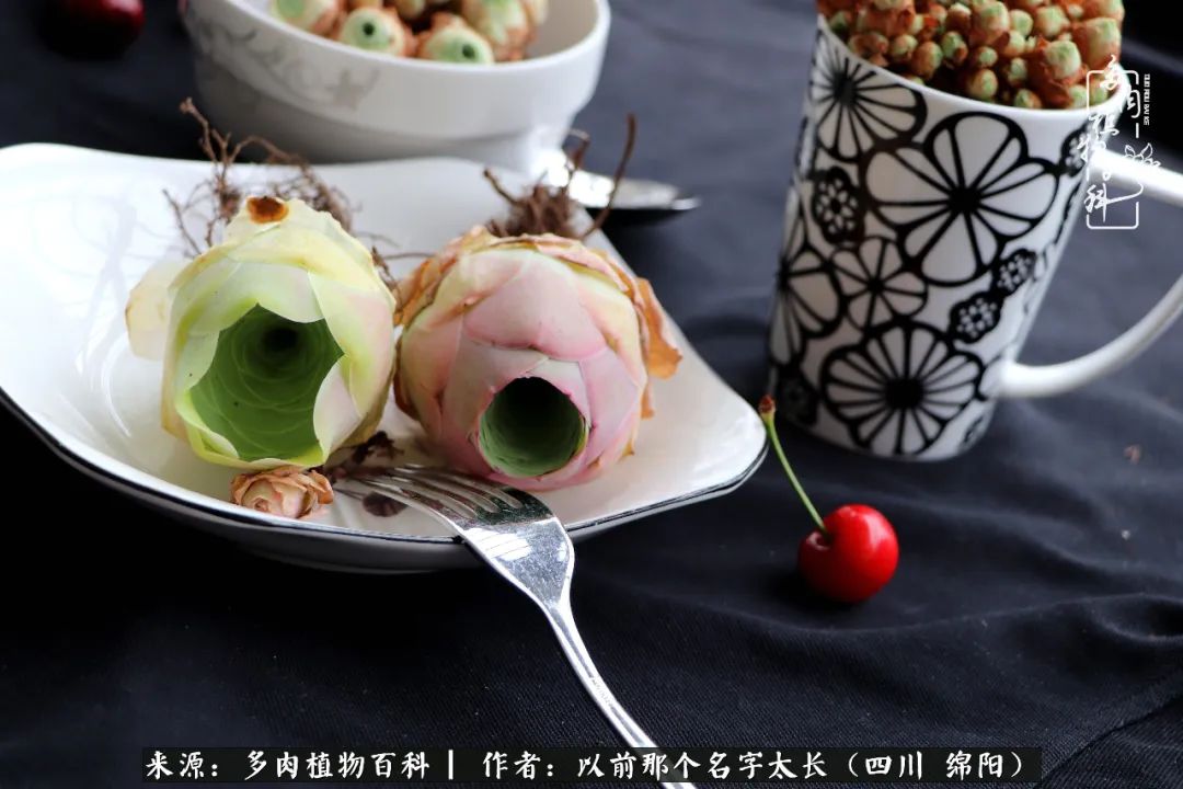 山地玫瑰夏天,夏季的山地玫瑰