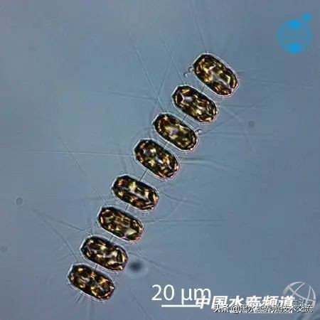 水产藻类大全图片,水产藻类知识大全