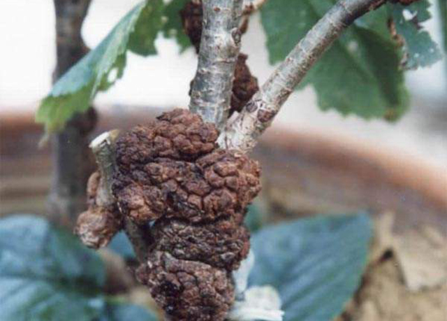果树根瘤病害怎么治病最好,果树上主干长瘤子是什么病