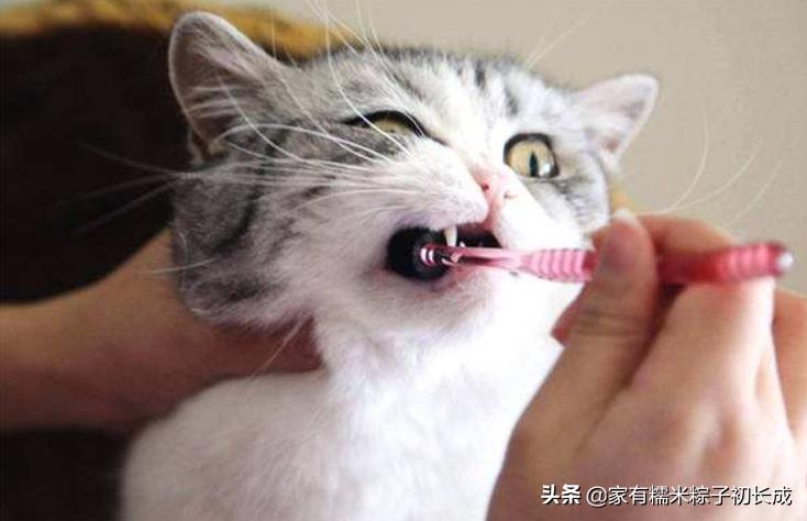 怎么判断猫咪是不是牙齿疼,可怕的猫咪牙疼