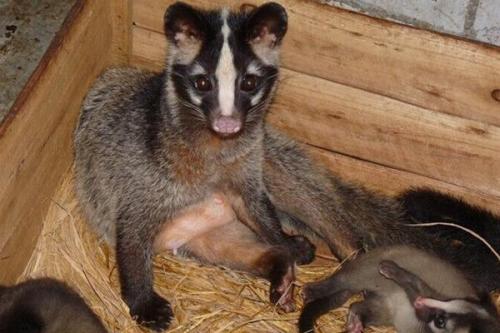 人类十大不能吃的野生动物是什么,其排名如何?