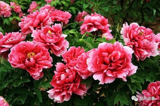 国花牡丹园灯光秀实拍,国花牡丹视频