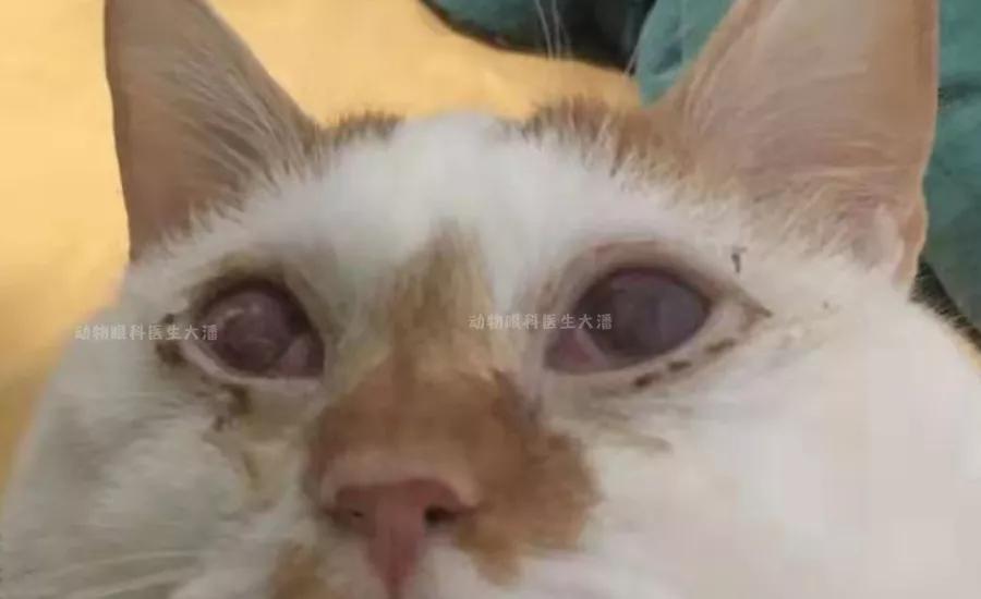 眼角膜溃烂能做角膜移植手术吗,双眼角膜溃疡