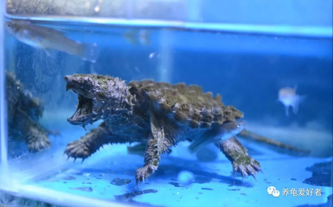 养龟的六要素,养龟要领