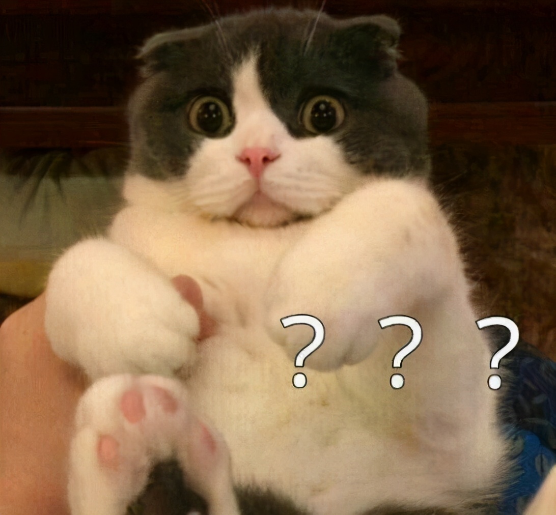 猫咪生病了医药费贵吗,猫咪生病花费好几万