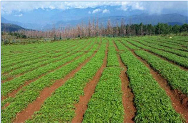 玛咖种子怎样种植,人工种植的玛卡