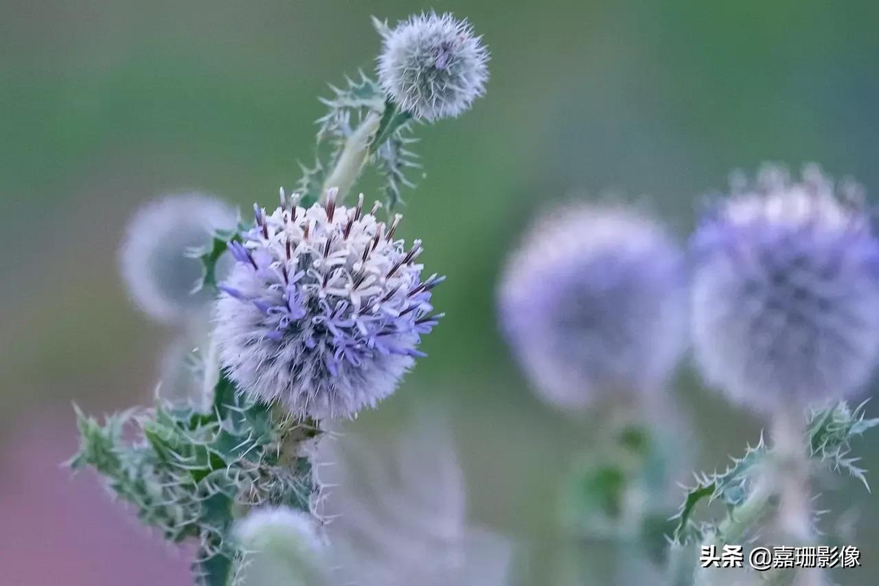 看看花容,听听花语2020年我镜头里的百种花卉