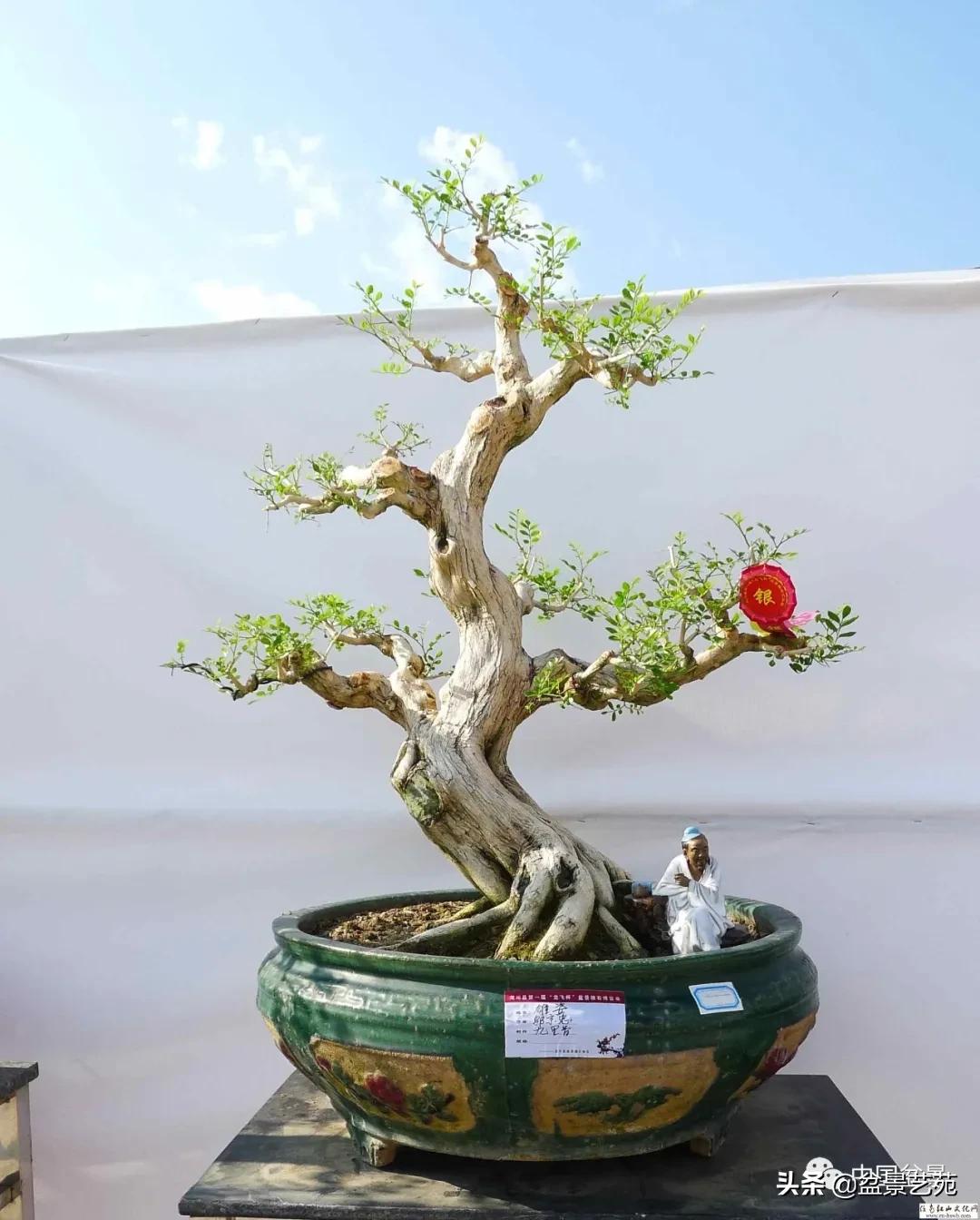 桩景类树种都有哪些,100种常见景观树种