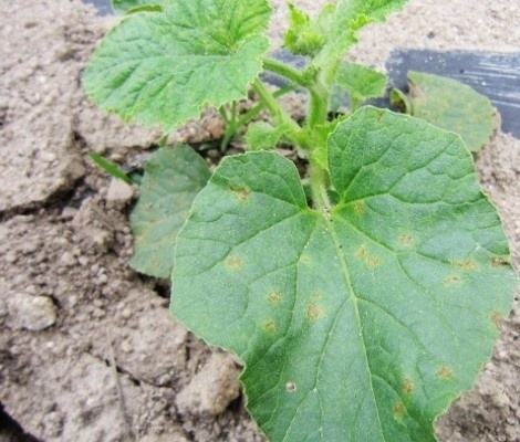 甜瓜叶斑病与霜霉病差异对比,甜瓜棒孢叶斑病图片和防治方法