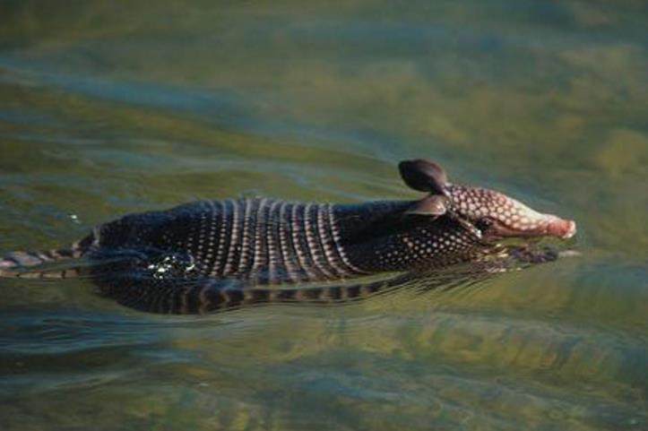 人类遇到亚马逊森蚺怎么自救,森蚺有可能被撑死吗