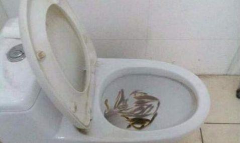 家里马桶堵了可以用手直接疏通吗,马桶堵了泥鳅可以通马桶吗