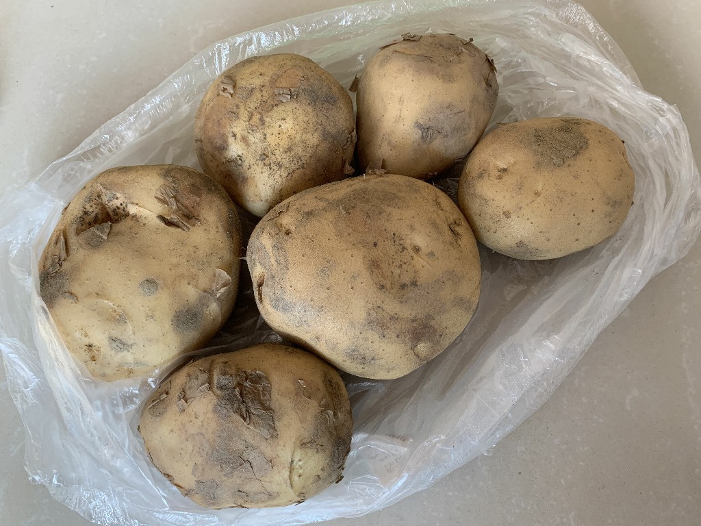 发芽的土豆还能不能种了,生根发芽的土豆能吃么