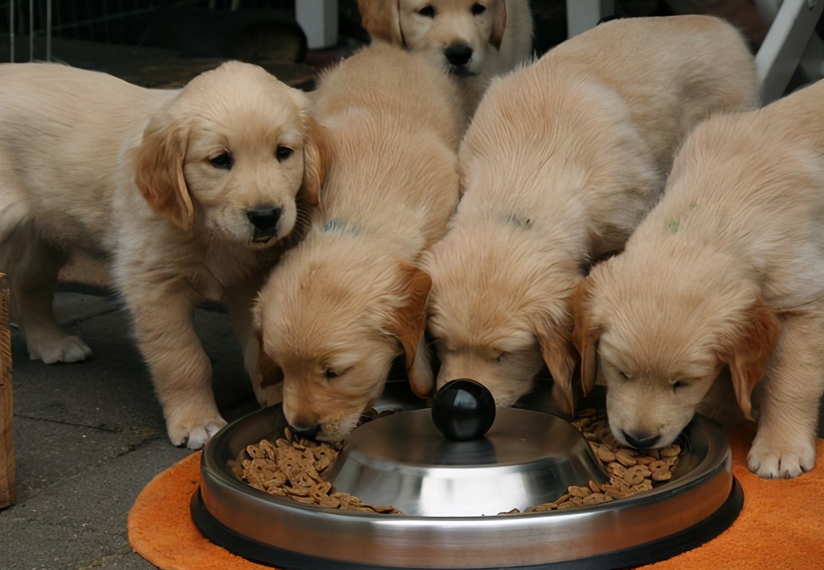 金毛很瘦怎么办,我家金毛狗狗有点瘦怎么办