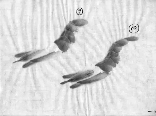 墨龙画法教程简单毛笔,河虾简笔画教程