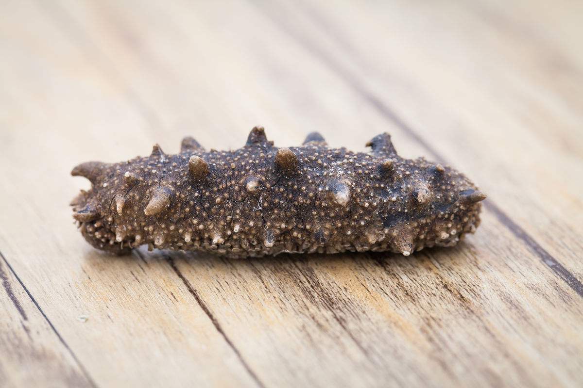 海参是正经的海参不,海参到底是不是正经海参