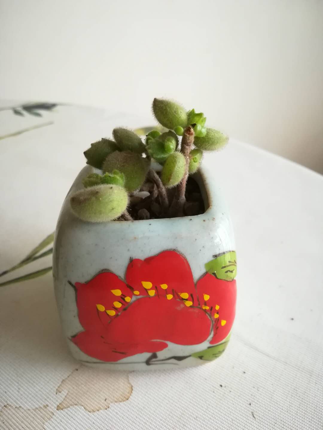 多肉熊童子有什么区别,韩版多肉和国产的区别