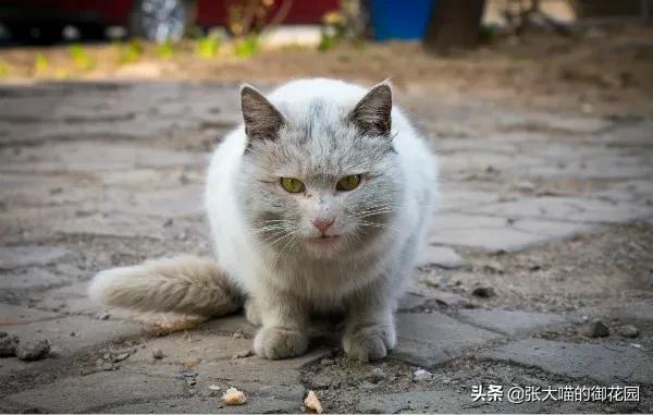 如果你遇到一只流浪猫你会怎么做,如果你遇到流浪猫你该怎么办