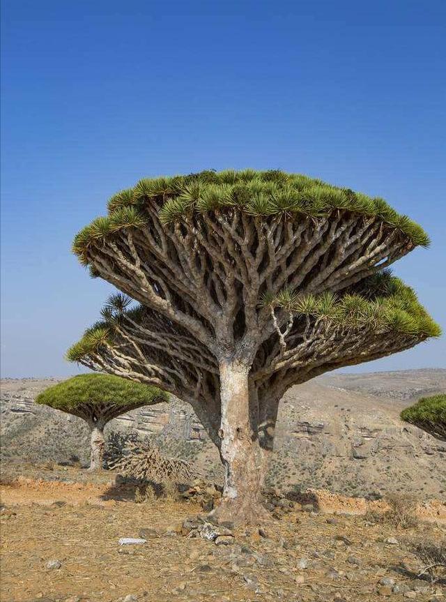 会流血的植物根是什么,会流血的植物