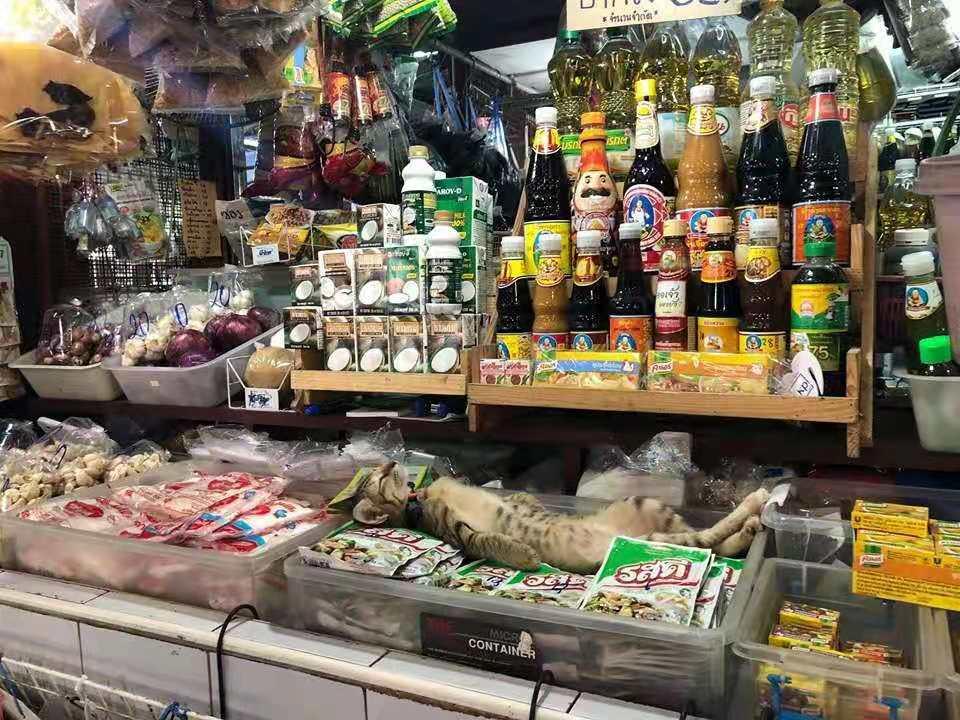 全网都以为复旦大学的猫被偷了，几天后…气得想骂猫