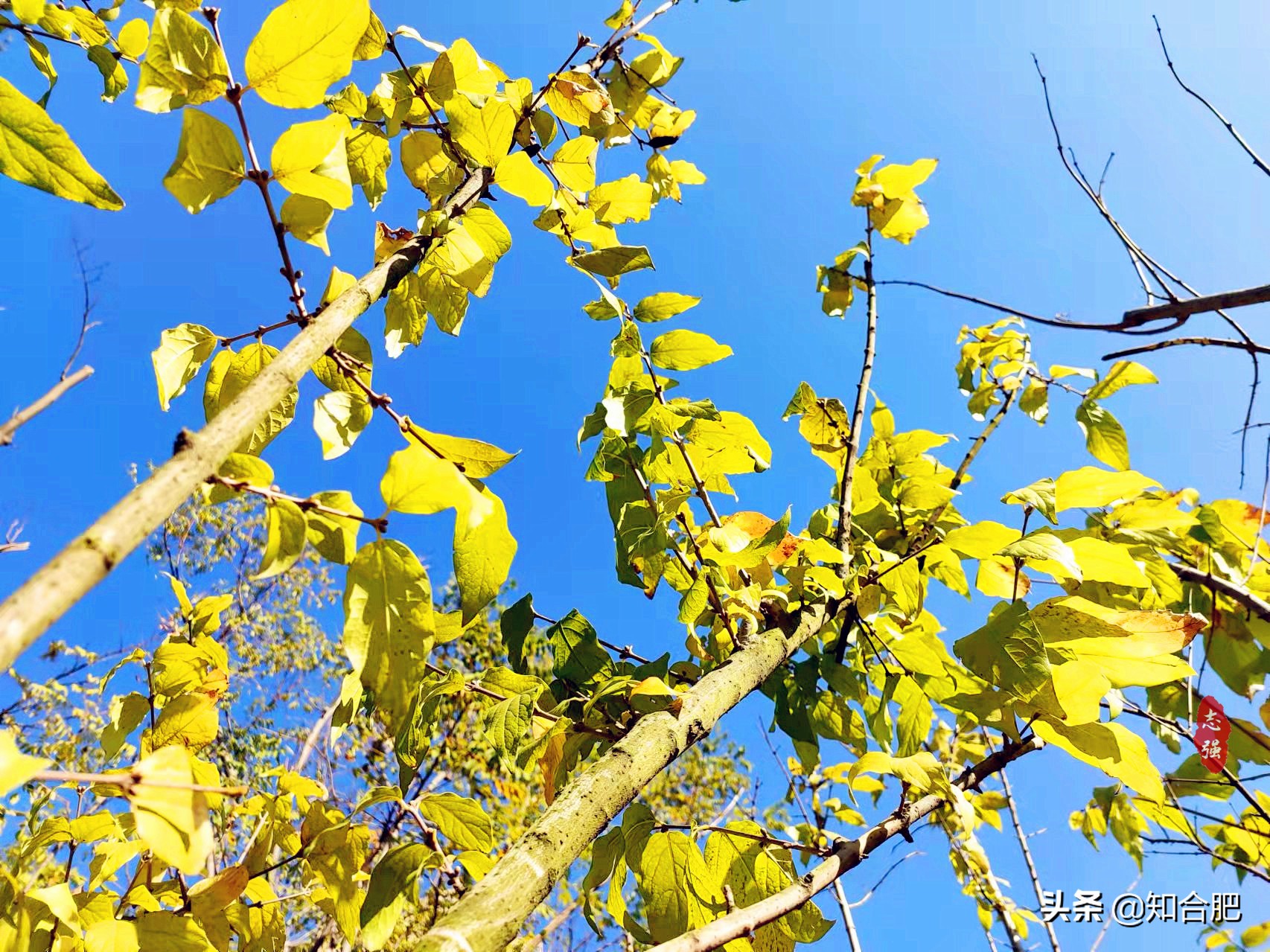 秋天合肥最合适旅游的地方,合肥赏秋景有什么地方可以玩