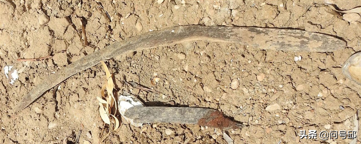 在南澳大利亚干涸的河床上，发现了5只不会返回的土著人的回力镖