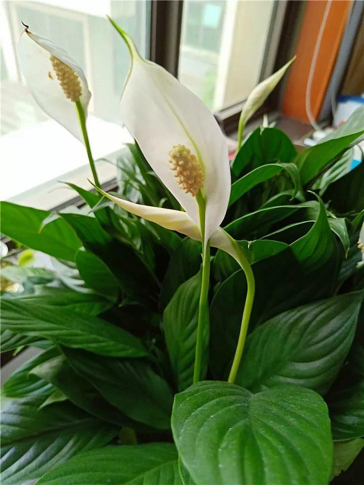 月季常见病害图解,月季枝干高花苞小怎么办