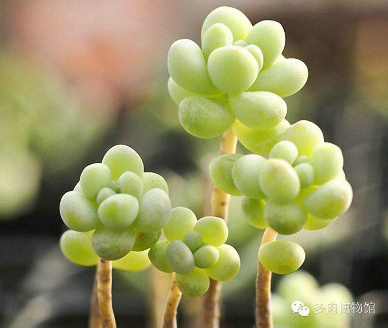 天使之泪多肉老桩,天使之泪多肉状态图