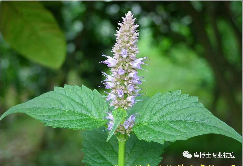 黑头粉刺毛孔粗大螨虫怎么去除,去黑头粉刺螨虫痘痘深层毛孔清洁