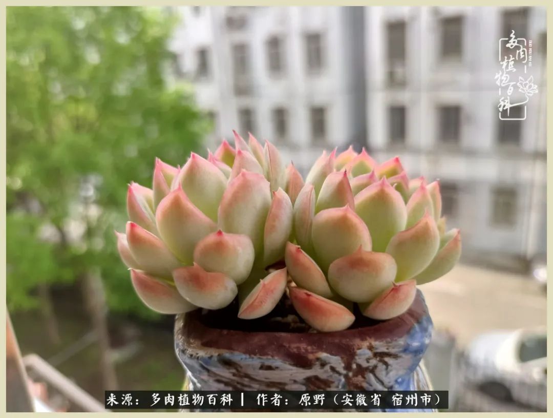 梅雨袭，酷暑至，多肉进入历劫季