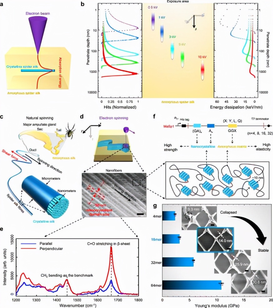 制造蜘蛛丝中国科学家,科学家用蜘蛛网做纳米机器人