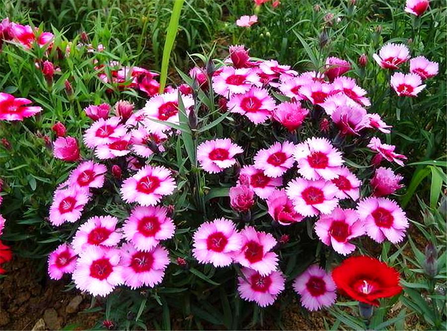 石竹好养又好看,只要做好“1勤2多和1少”,1盆花开50朵