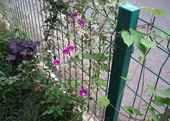 牵牛花怎么养护才能爆盆,夏天重瓣牵牛花苗怎么养