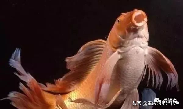 普身蝴蝶鲤和龙凤锦鲤的区别,龙凤锦鲤和蝴蝶锦鲤哪个更贵