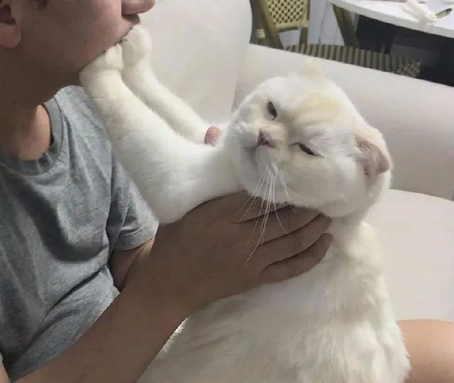 猫咪吸了二手烟多久得病,二手烟对猫咪肝脏有危害吗